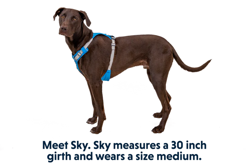 Ruffwear Hi and Light Harness in Blue Dusk-8